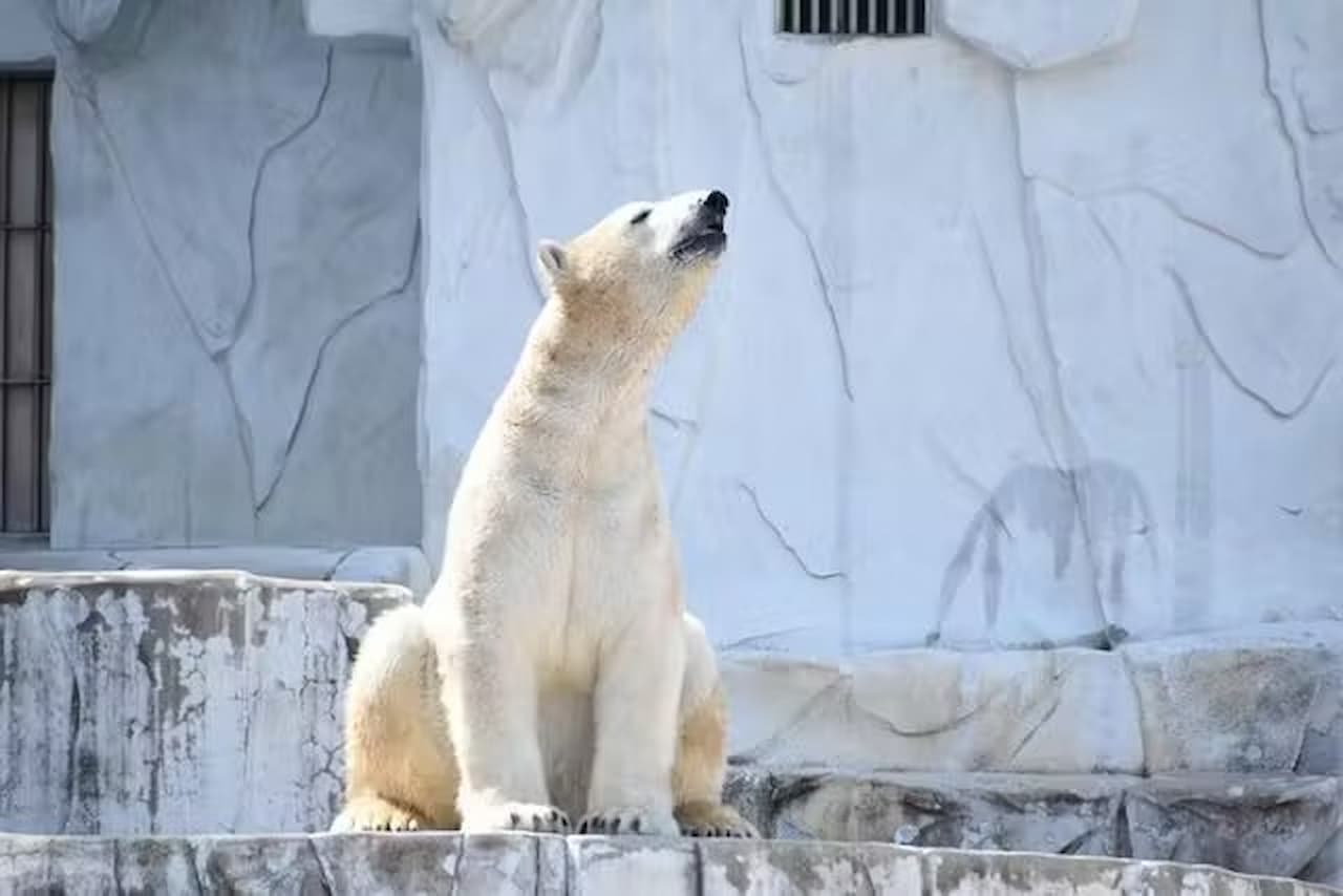 Nagoya-City Higashiyama Zoo and Botanical Gardens - მთავარი სურათი