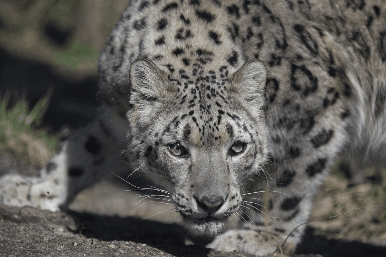 Central Park Zoo - სურათი 7