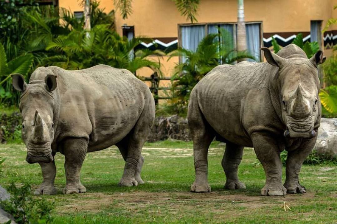 Bali Safari Park Ticket - სურათი 10