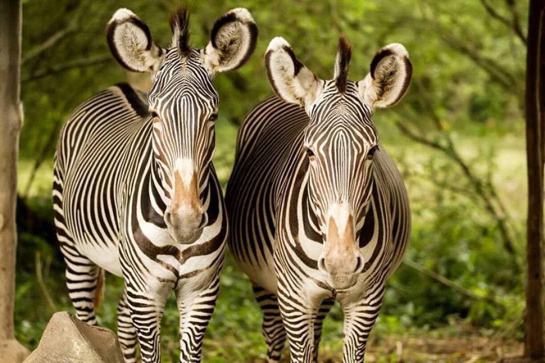 Bali Safari Park Ticket - სურათი 9