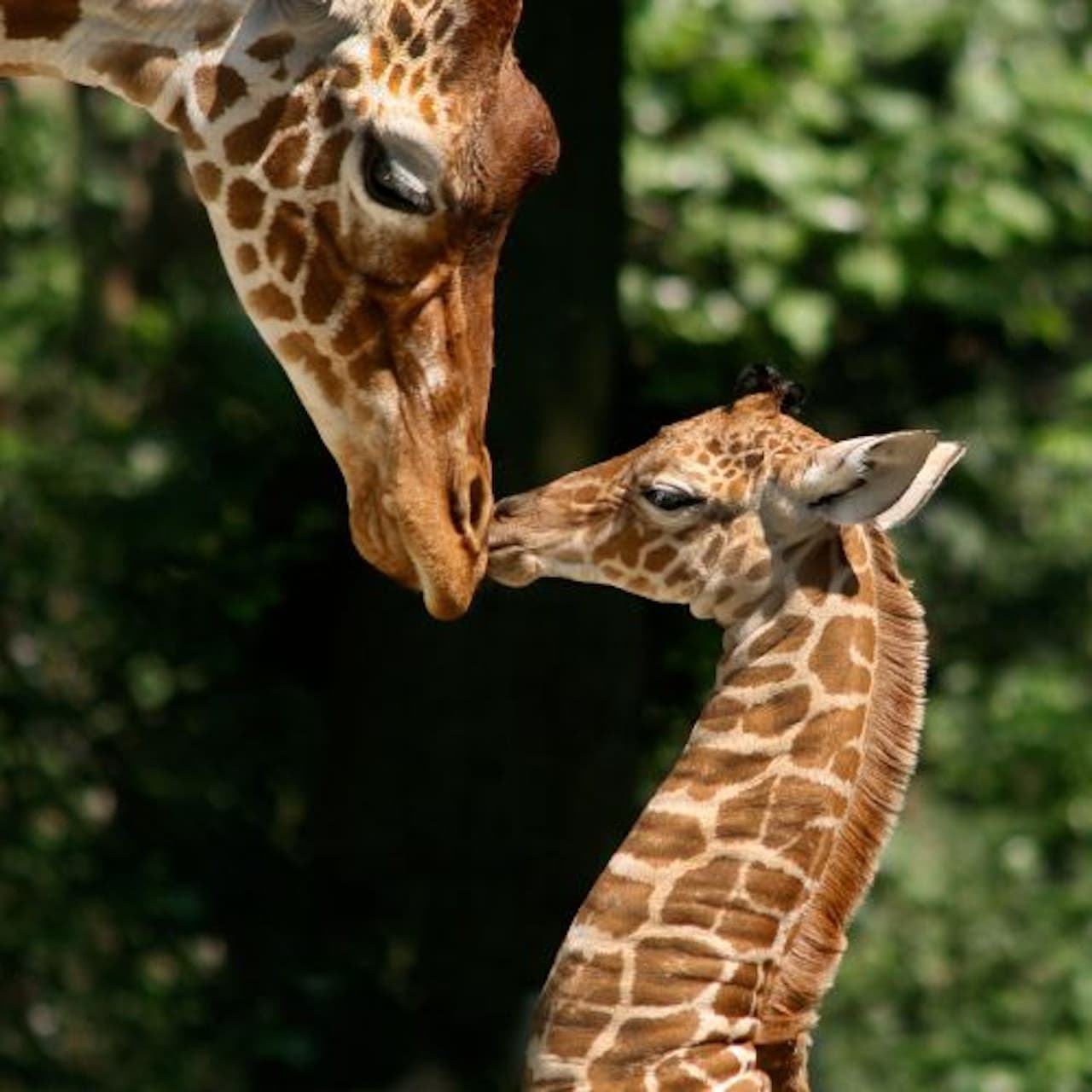 ARTIS Royal Zoo - სურათი 7