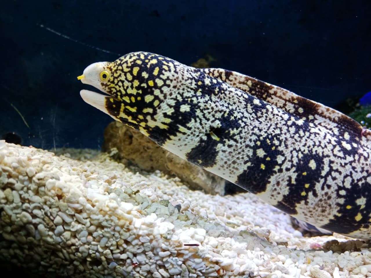 Underwater World Langkawi Ticket - სურათი 13