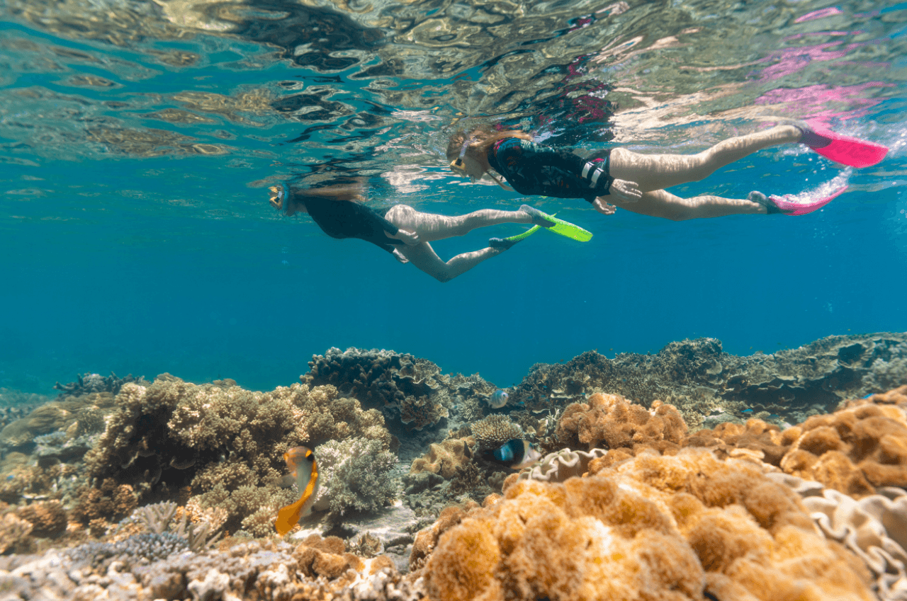 Great Barrier Reef Pontoon Full-Day Tour at Moore Reef - სურათი 4