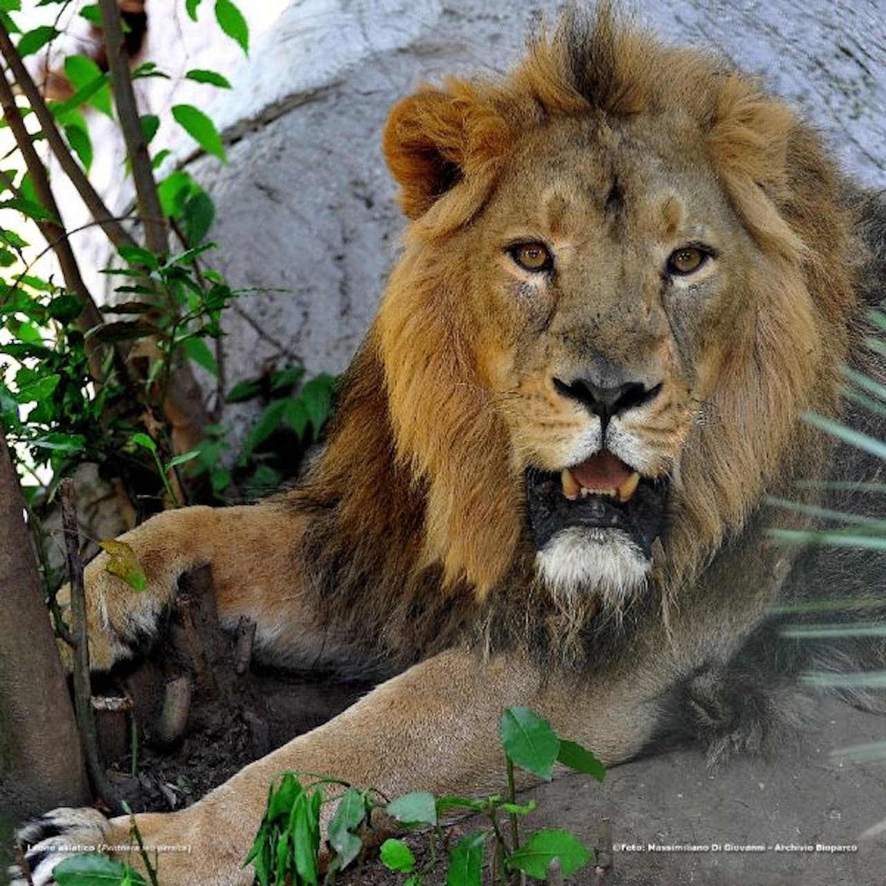 Bioparco: The Zoo of Rome - სურათი 4