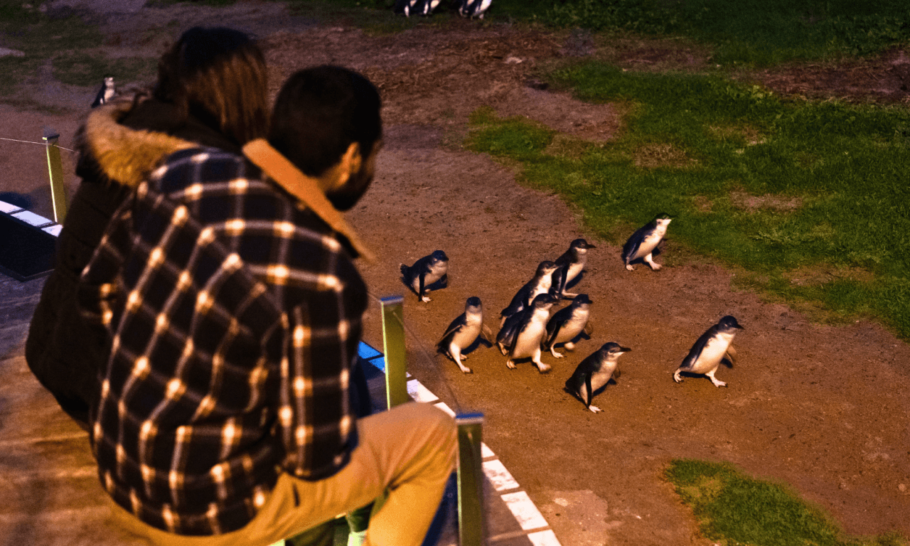 Penguins Express Tour from Melbourne - სურათი 2