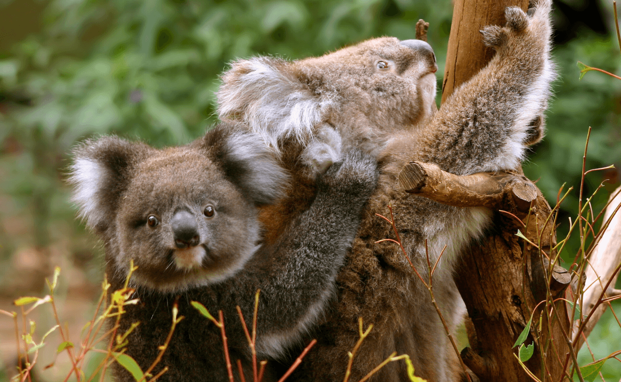 Great Ocean Road Tour from Melbourne - სურათი 18