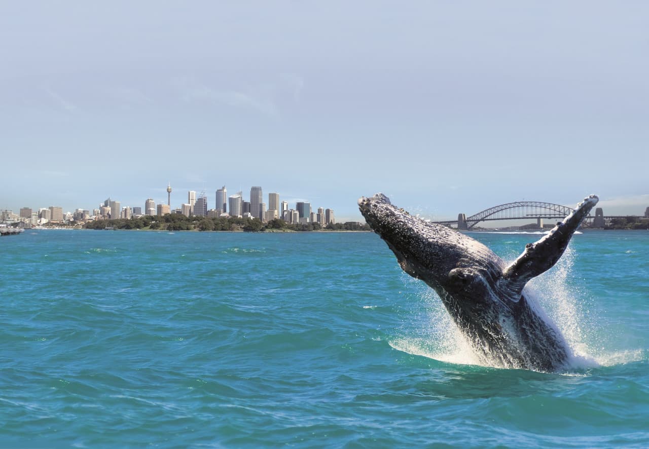 Sydney Whale Watching Cruise with Breakfast or Lunch with Sydney Princess Cruises - სურათი 2