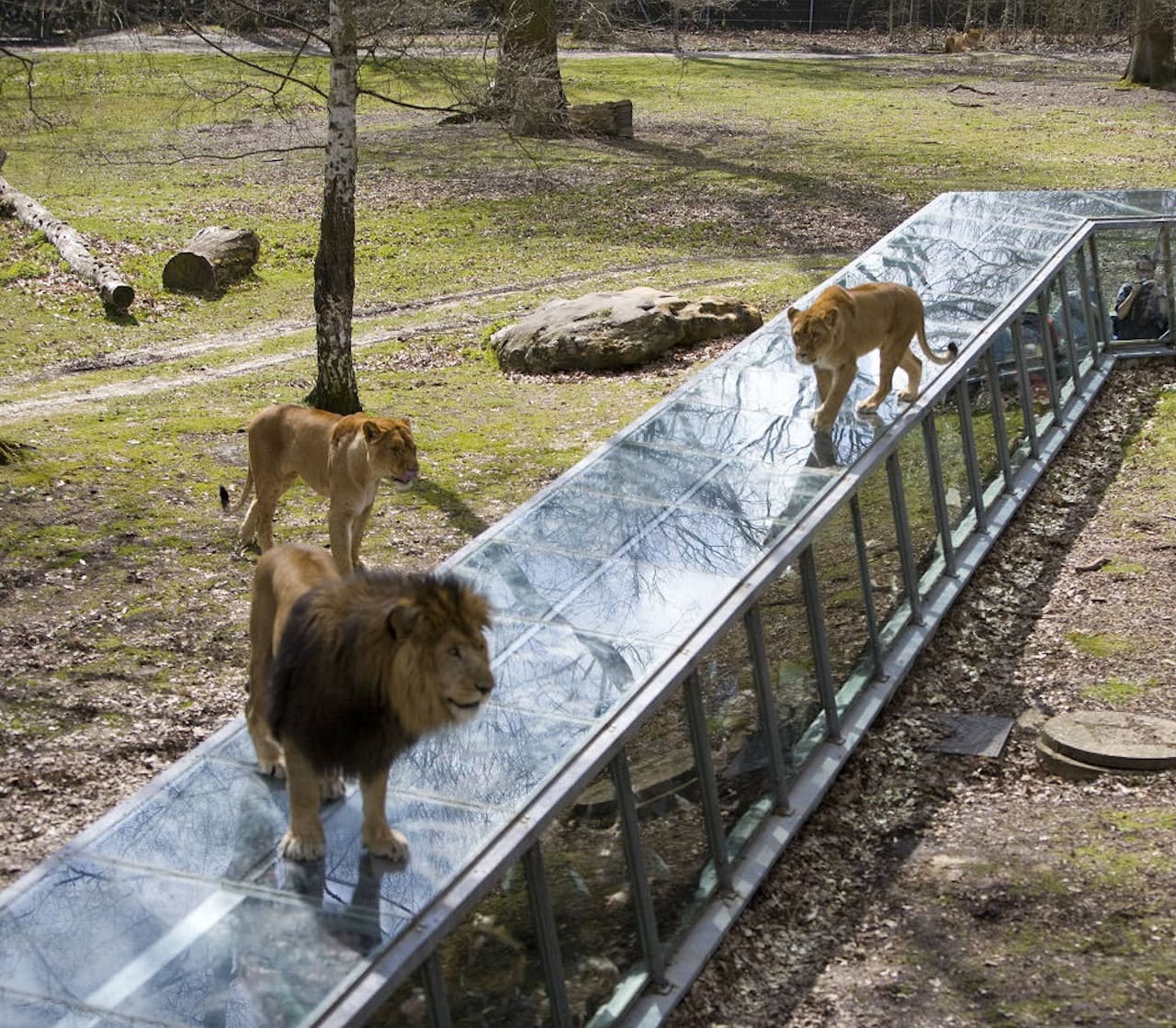 Thoiry ZooSafari: Skip The Line - სურათი 8
