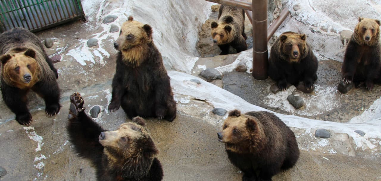 Hokkaido Noboribetsu Bear Park Ticket - მთავარი სურათი