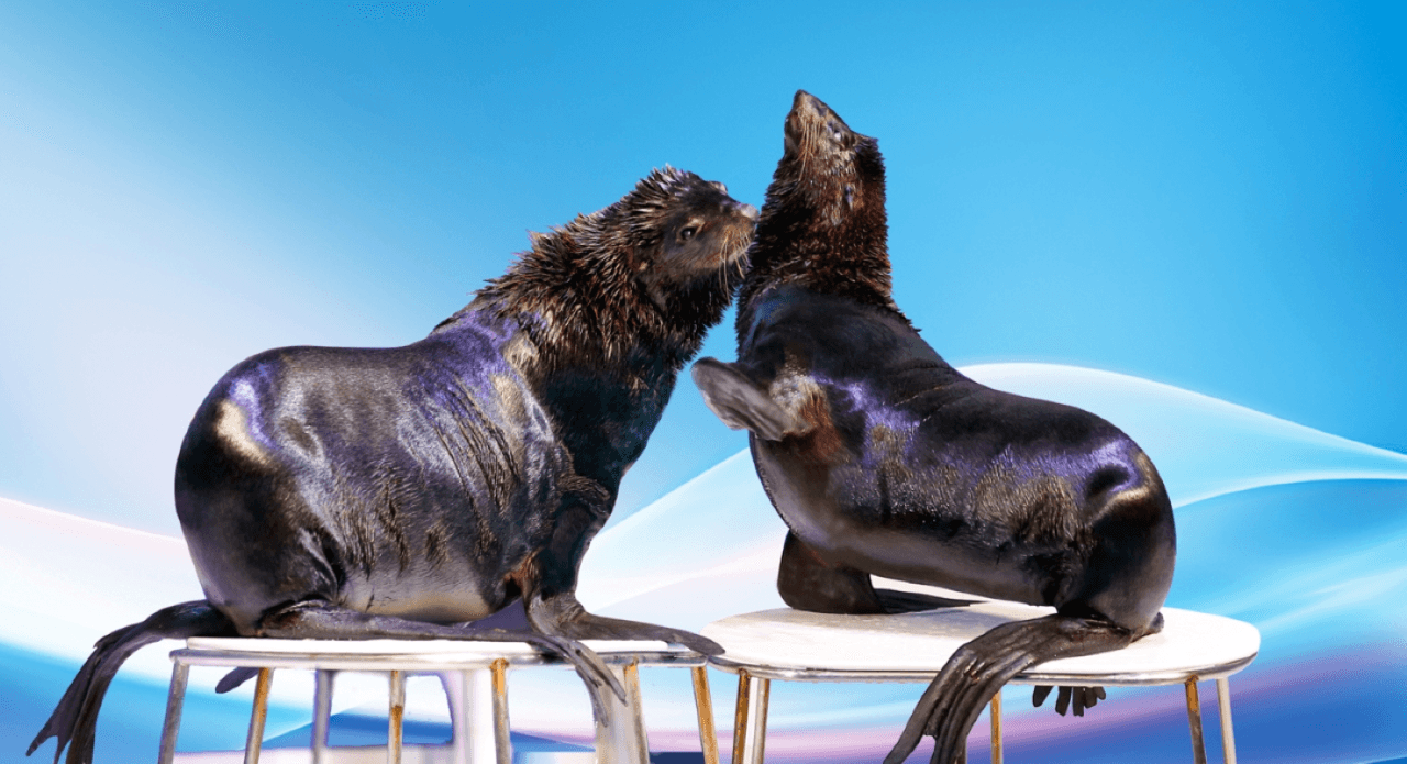 COMBO: Dubai Dolphinarium + Dubai Crocodile Park Tickets - სურათი 3