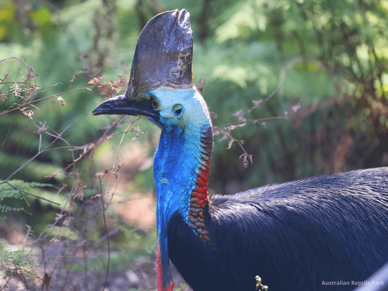 Australian Reptile Park - სურათი 32