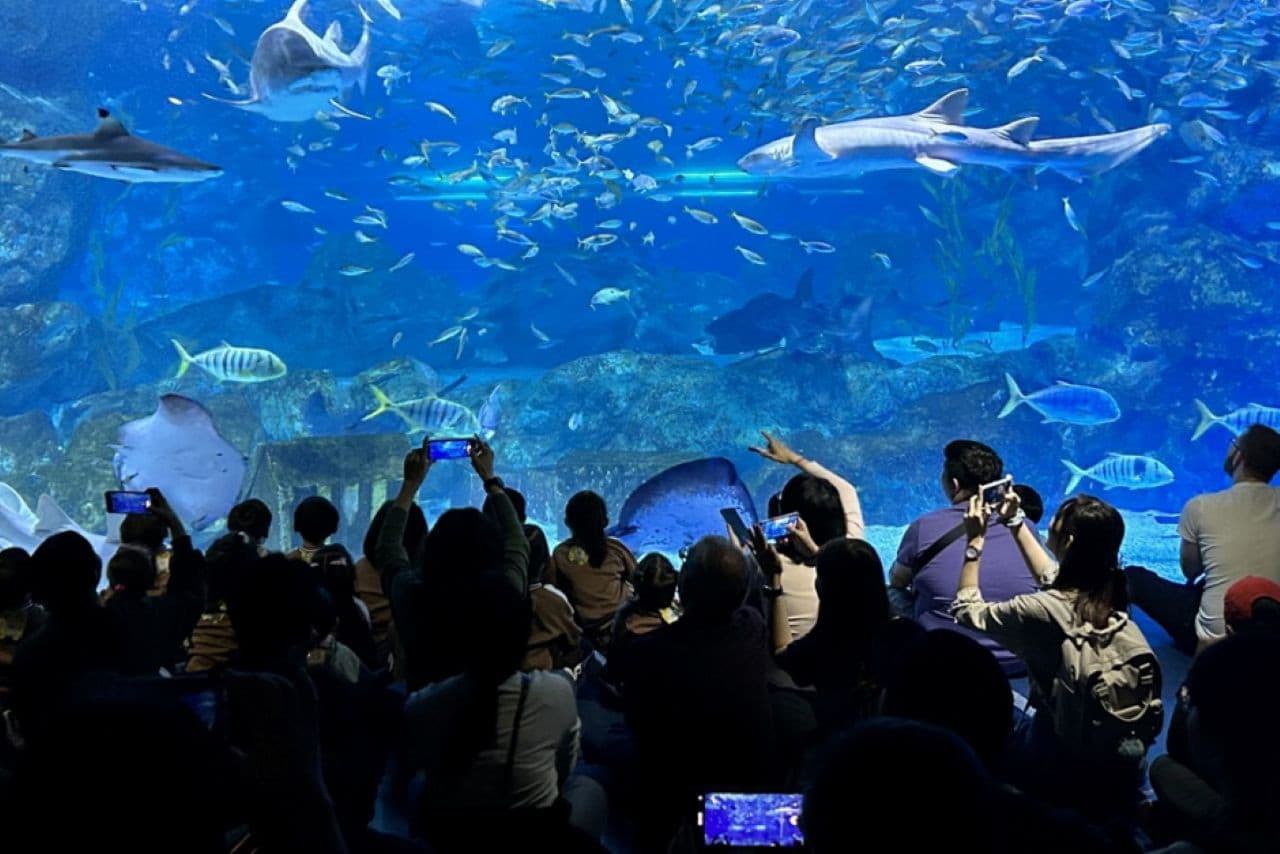 SEA LIFE COEX, Seoul Aquarium Ticket - სურათი 4