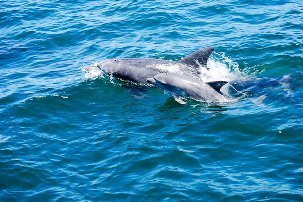 Dolphin Watching Experience in Amakusa - სურათი 3