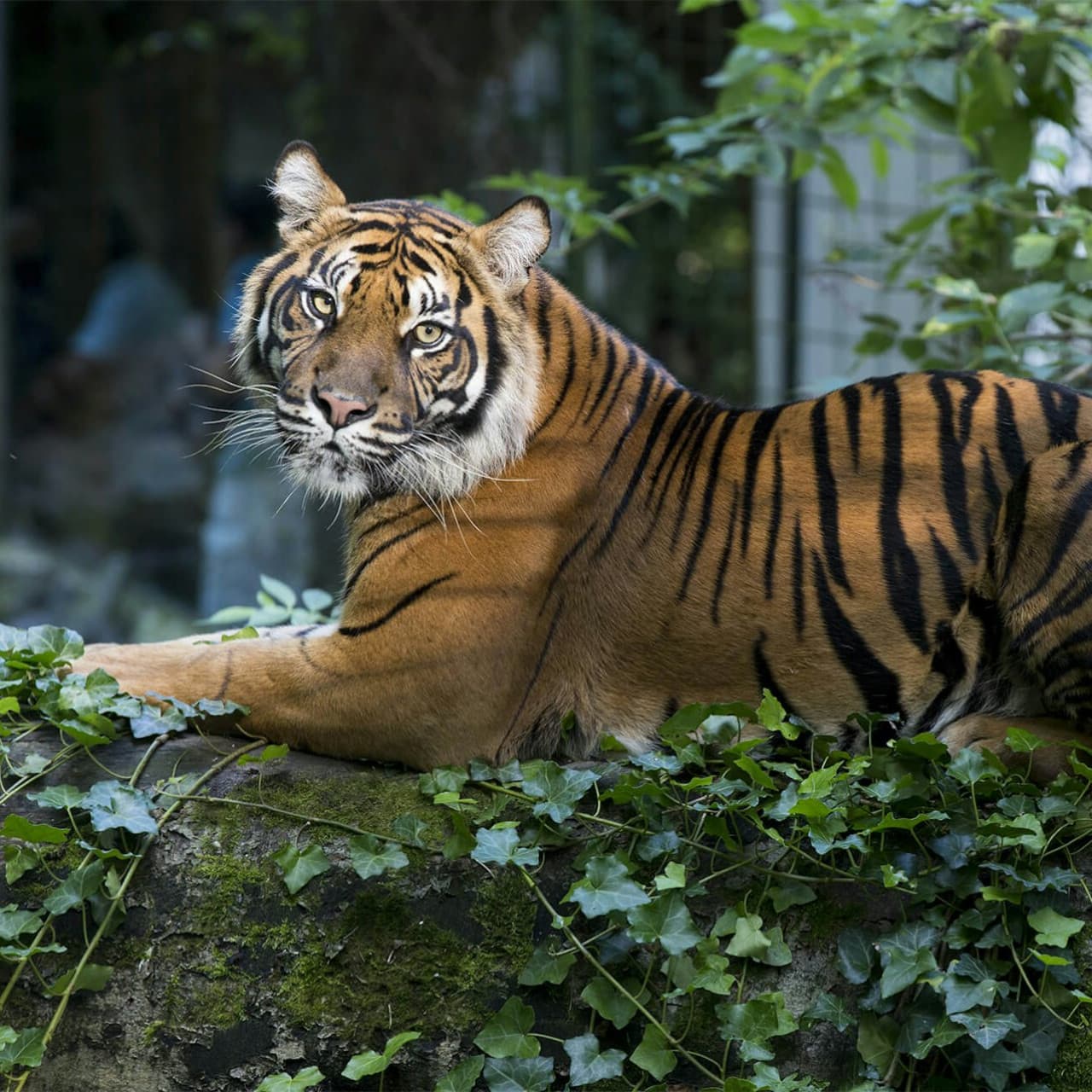 ZooParc de Beauval Ticket - სურათი 15