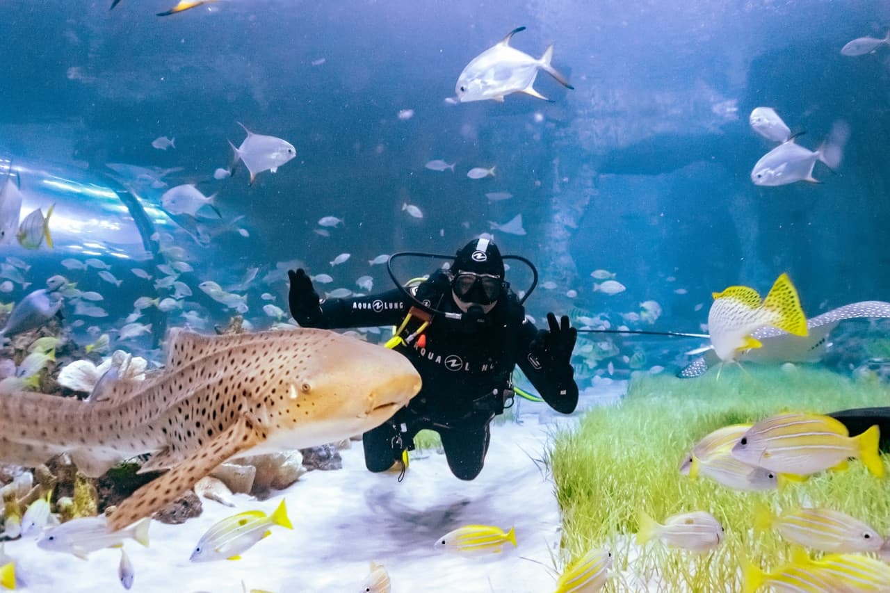 The National Aquarium Abu Dhabi Ticket - სურათი 11