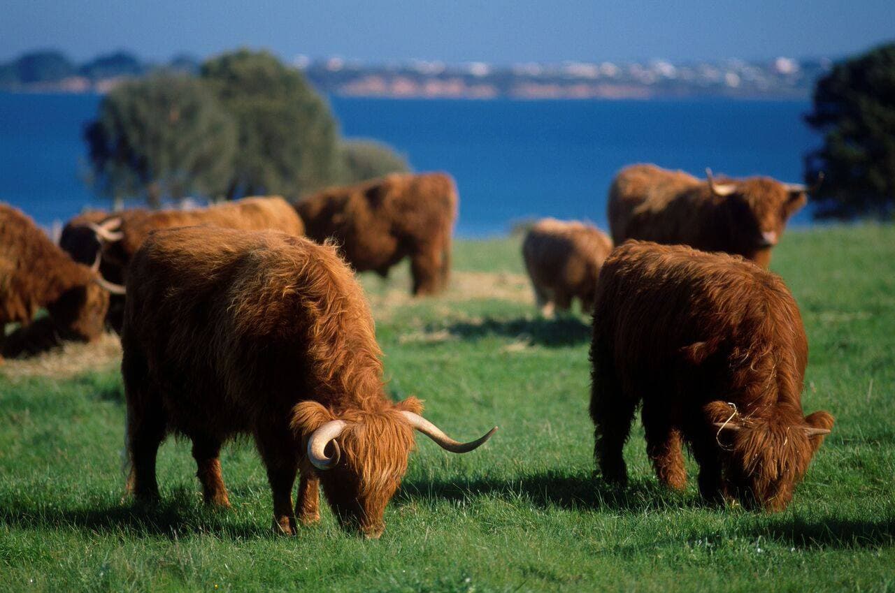 Phillip Island Nature Parks - Three-Park Pass - სურათი 3