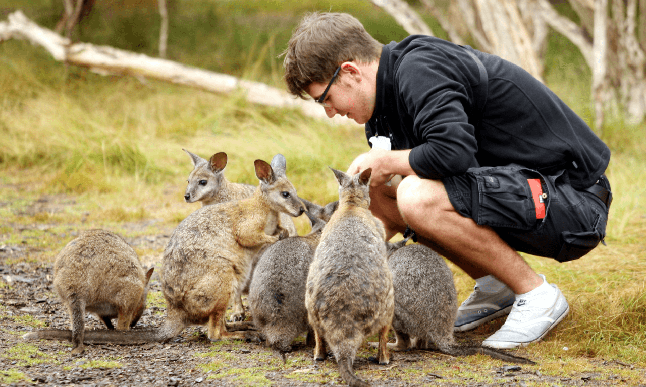 Phillip Island with Penguin Parade Eco Tour - სურათი 24