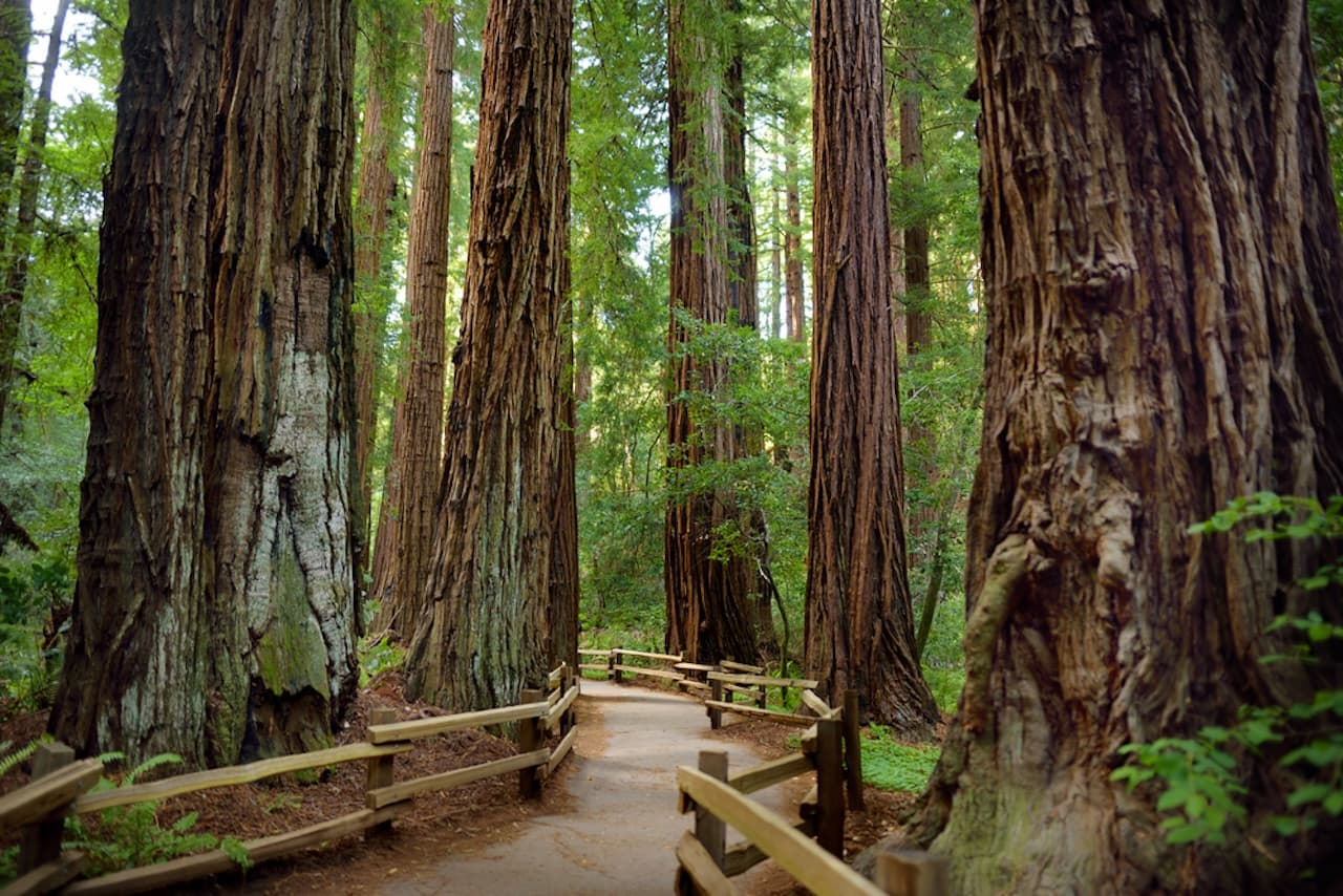 Muir Woods and Sausalito Tour from San Francisco - სურათი 3