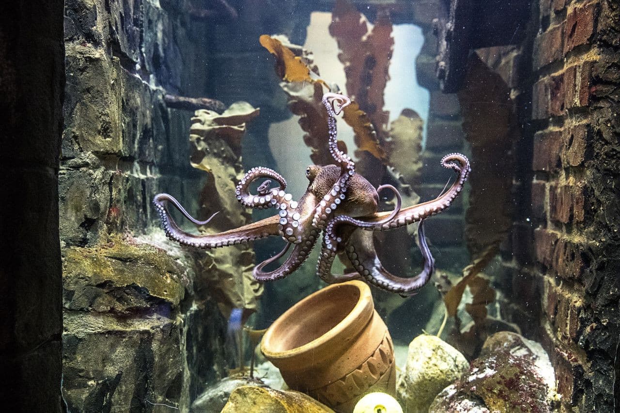 SEA LIFE Oberhausen Aquarium Ticket - სურათი 8
