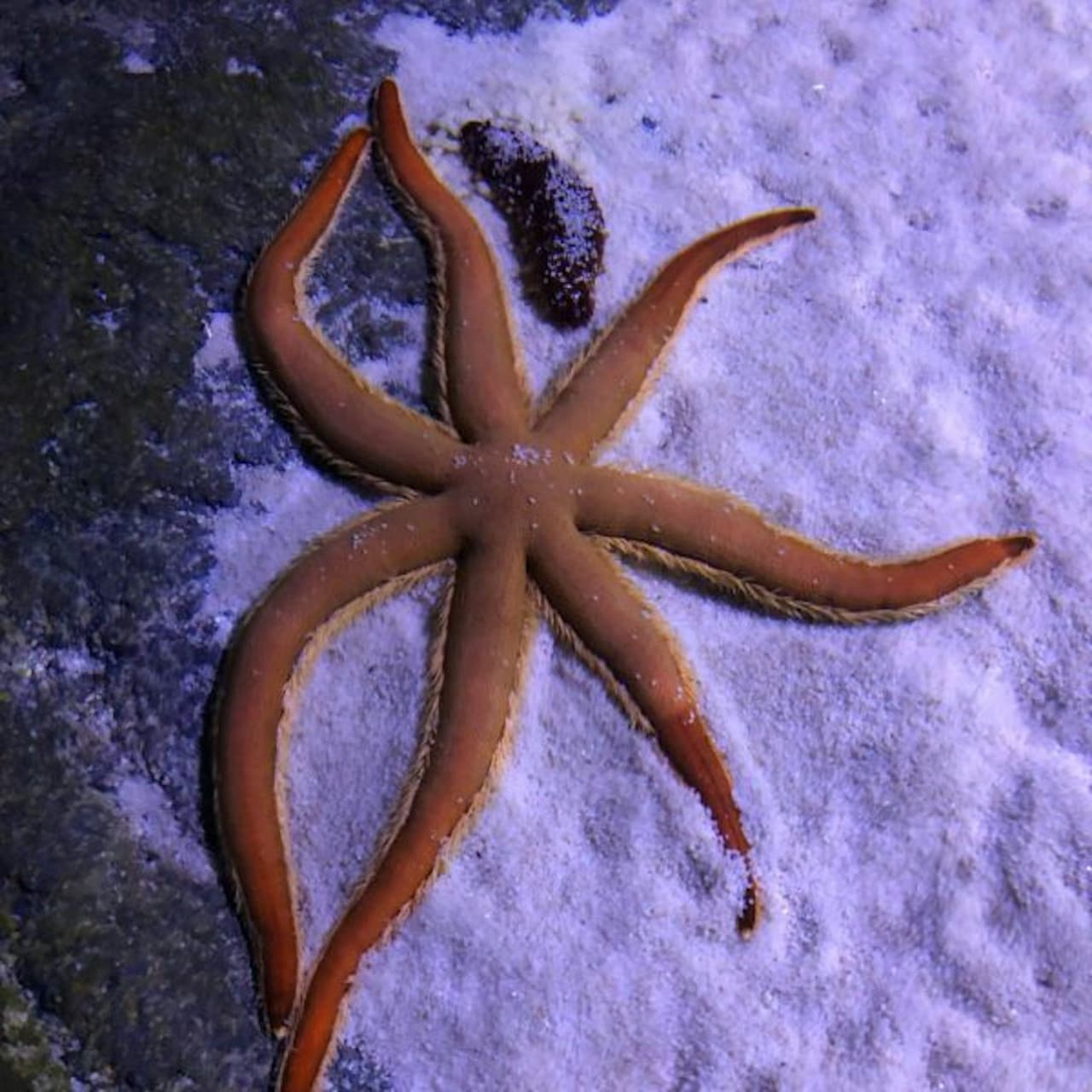 Seville Aquarium Ticket - სურათი 16
