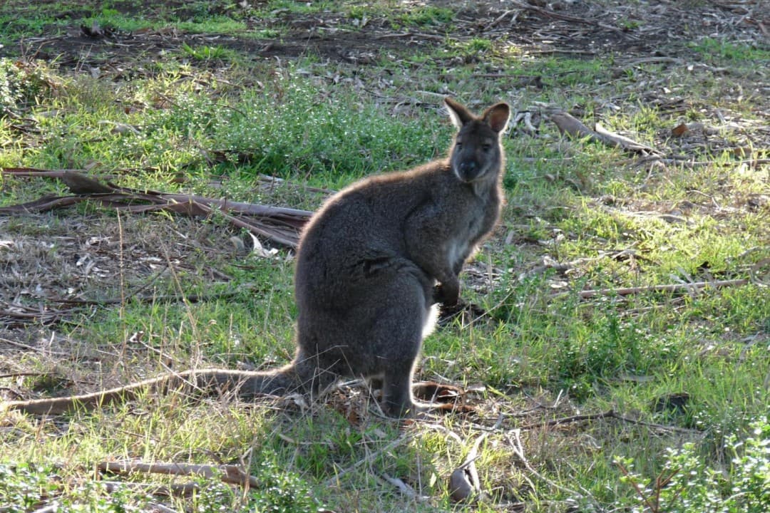 Phillip Island with Penguin Parade Eco Tour - სურათი 10