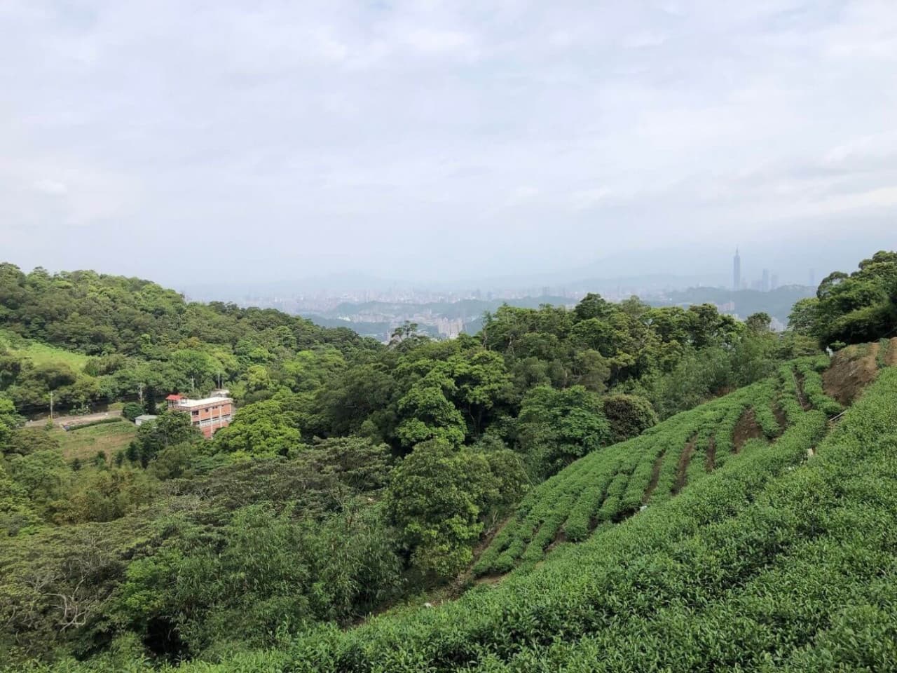 Pinglin Tea Culture and Maokong Full-Day Tour from Taipei - სურათი 2