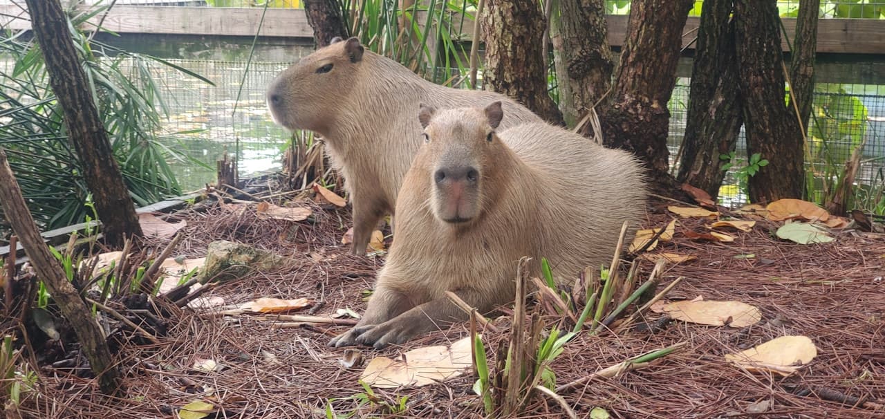 Gatorland Orlando - სურათი 6