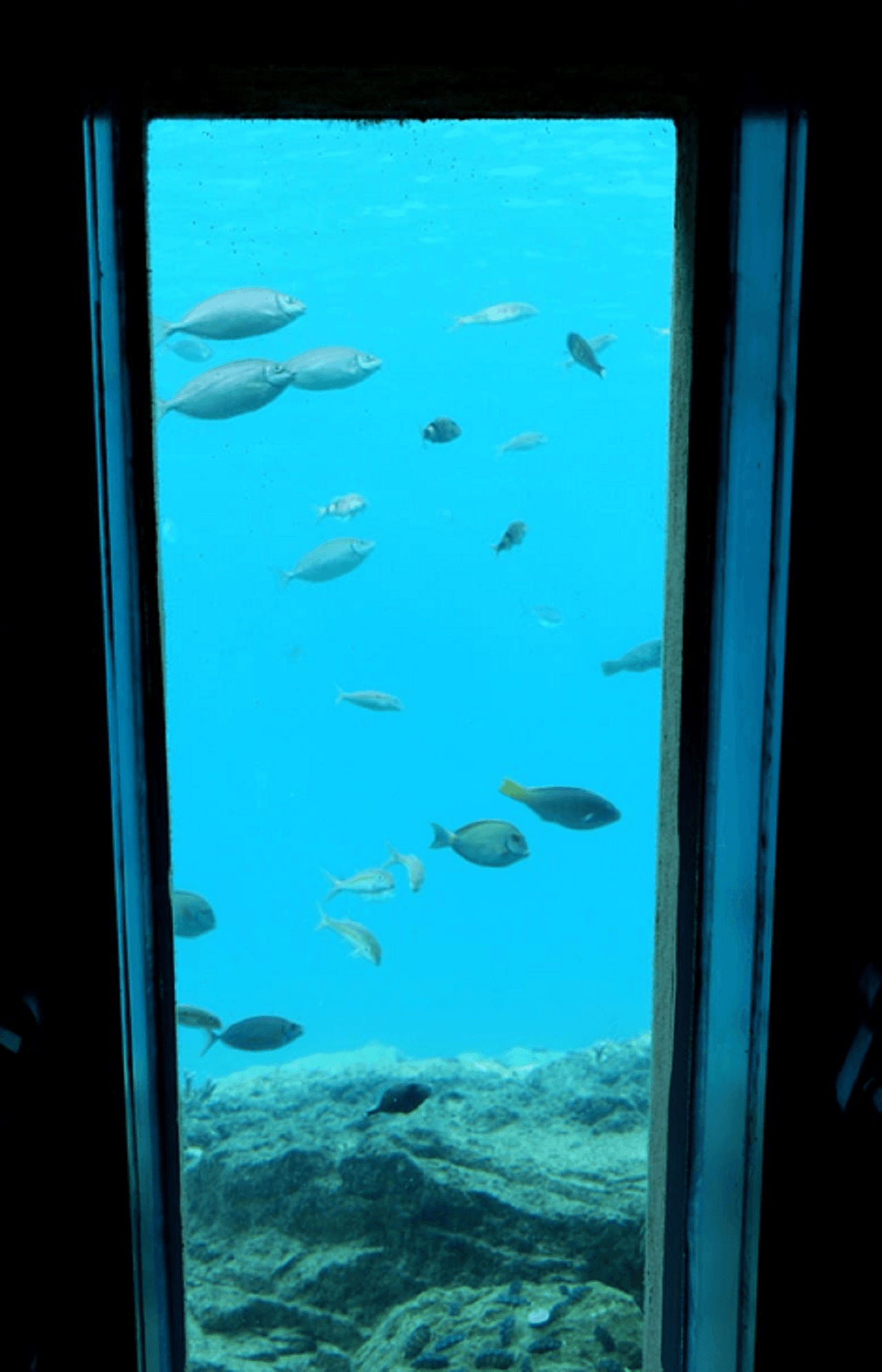 Okinawa Miyakojima Undersea Park - სურათი 4