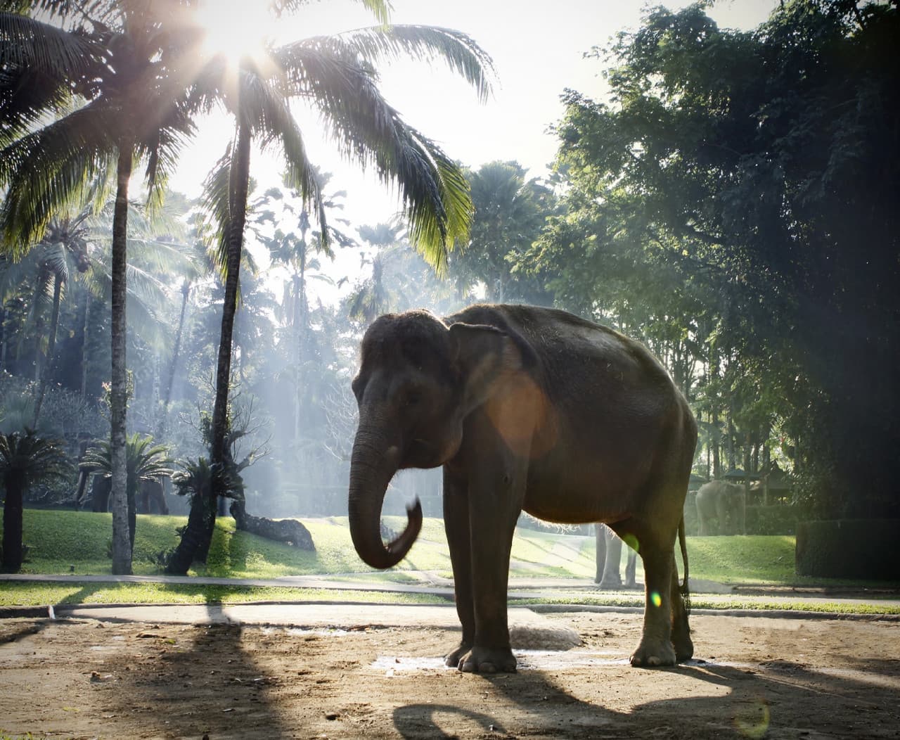 Mason Elephant Park Bali by Mason Adventures (Formerly known as Elephant Safari Park) - სურათი 7