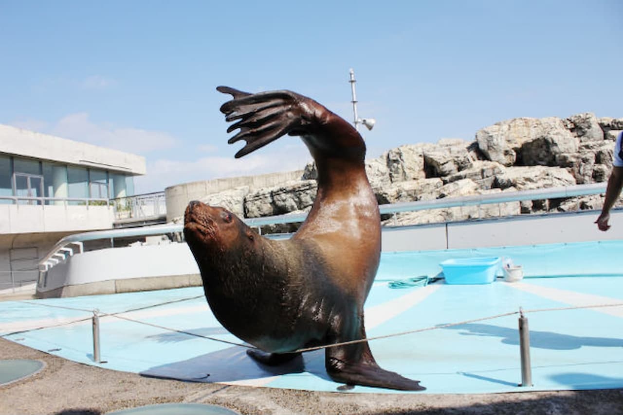 Oita Marine Palace Aquarium Umitamago Ticket - სურათი 7