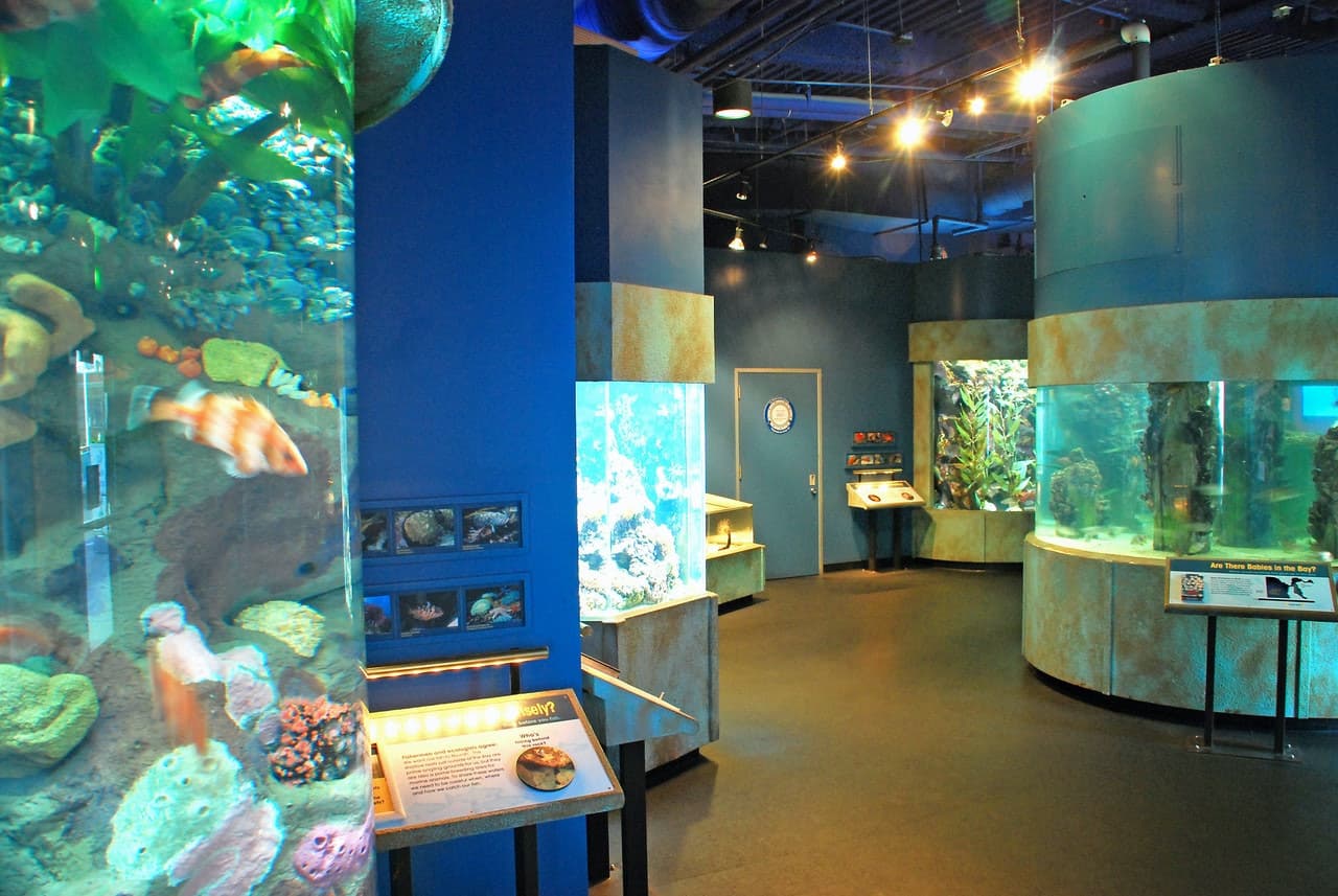 Aquarium of the Bay Ticket - სურათი 6