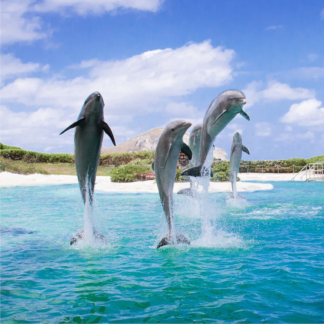 Sea Life Park Hawaii - მთავარი სურათი