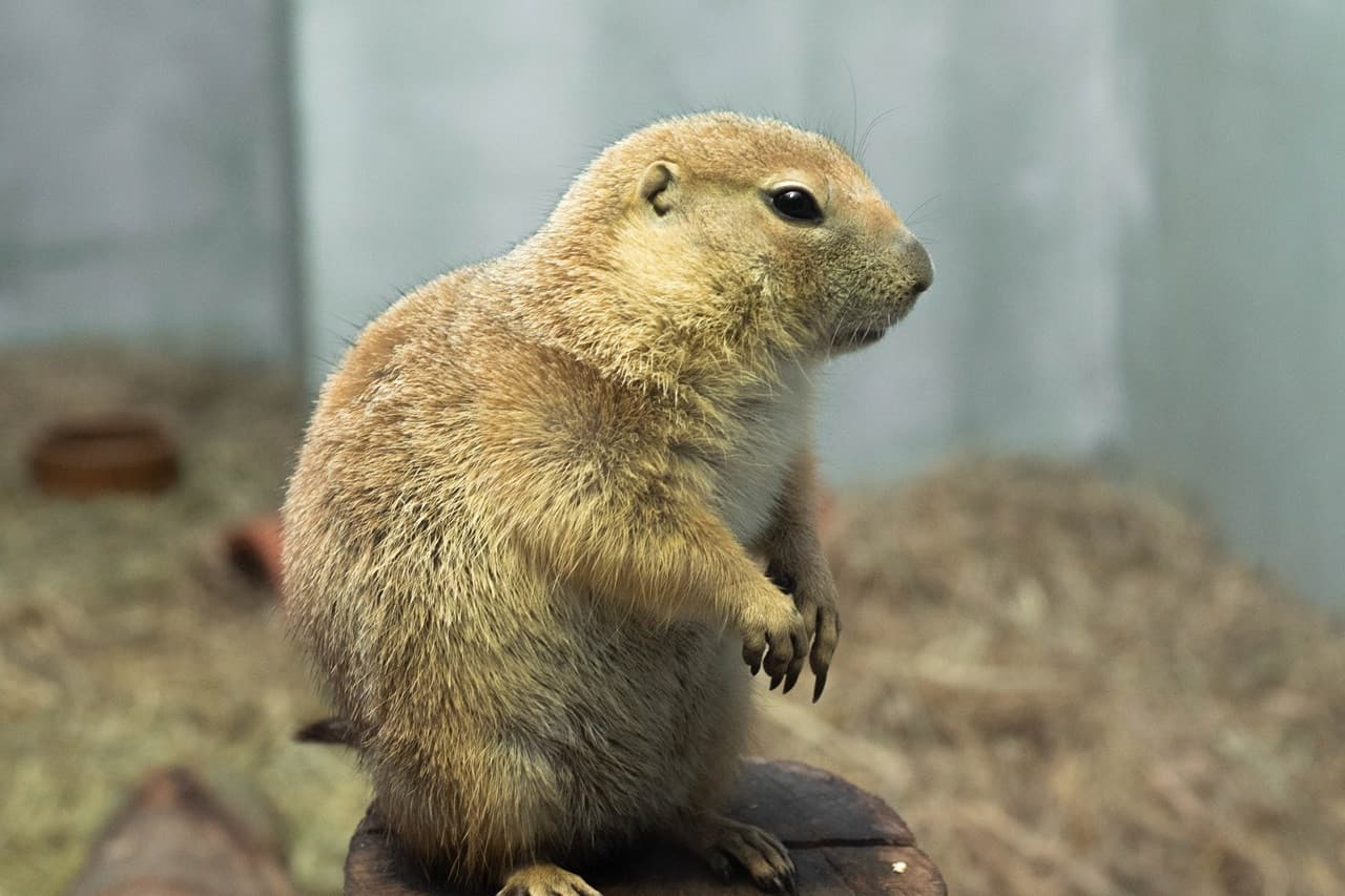 Just Farm Indoor Zoo Kuala Lumpur  (Previously Known As Just Pets Megastore) - სურათი 10