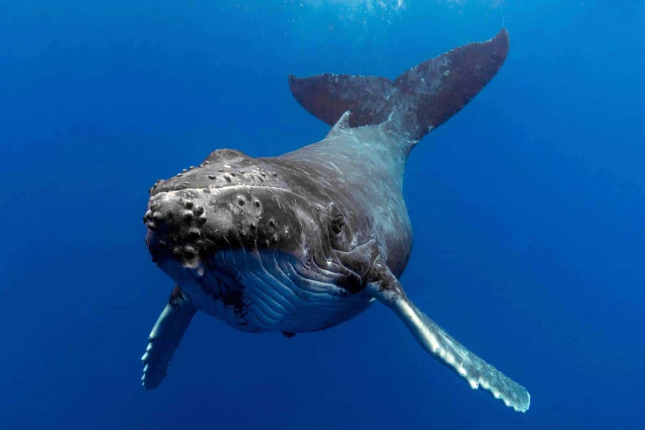 Gold Coast Whale Watching Cruise aboard Sea World Cruises - სურათი 5