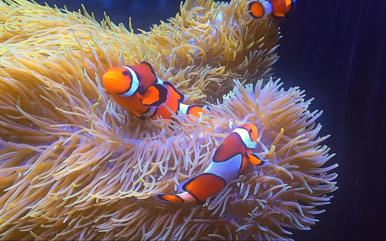 Vancouver Aquarium Ticket - მთავარი სურათი