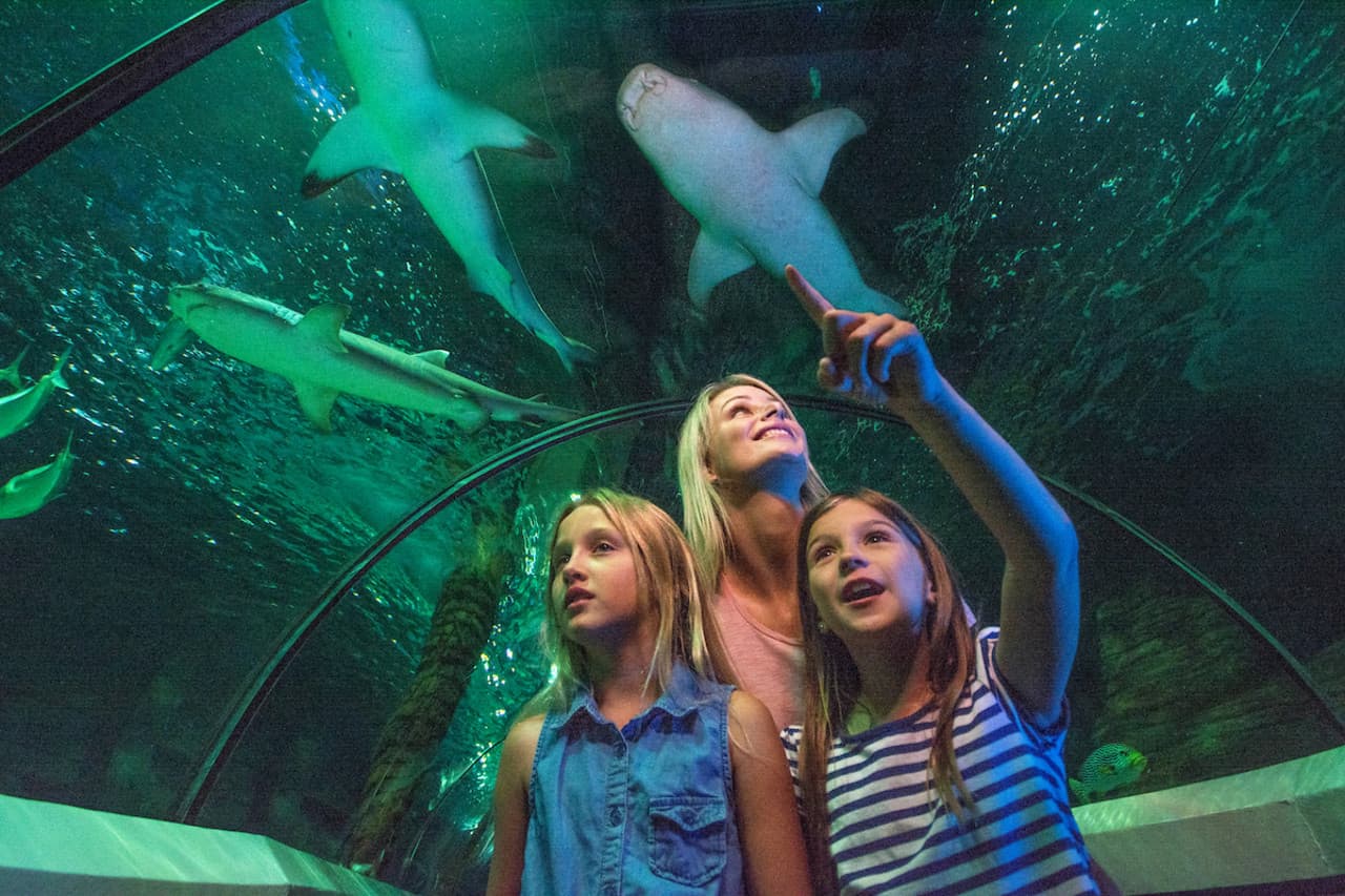 SEA LIFE Sunshine Coast Aquarium Direct Entry Ticket - მთავარი სურათი