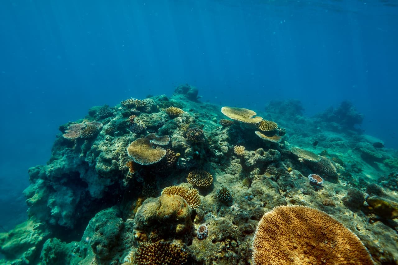 Green Island Great Barrier Reef Half Day Tour from Cairns - სურათი 5