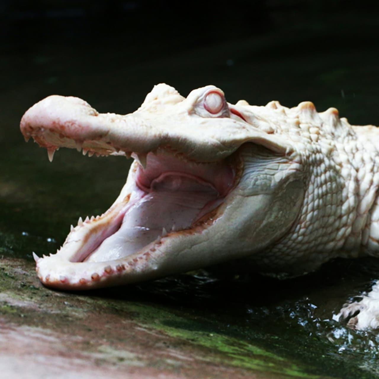 Alligator Bay Ticket - სურათი 4