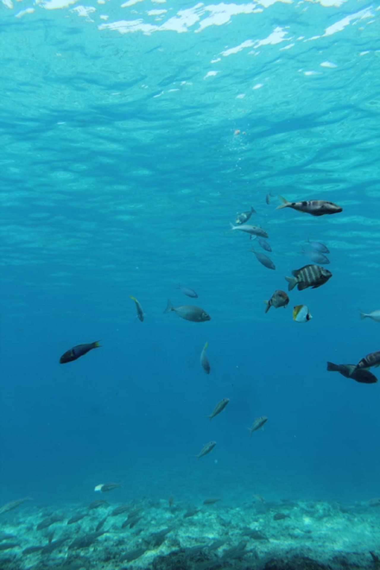 Okinawa Miyakojima Undersea Park - სურათი 5