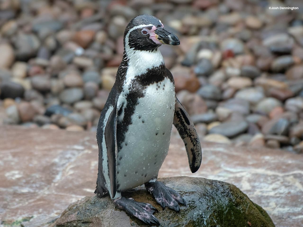 Colchester Zoo Ticket - სურათი 6