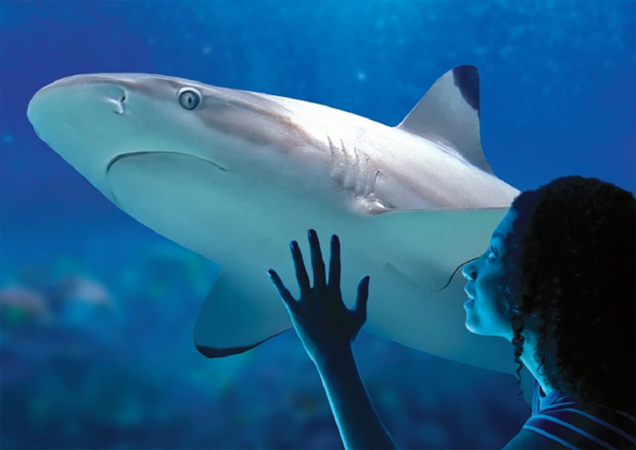 SEA LIFE Benalmádena Ticket - სურათი 3