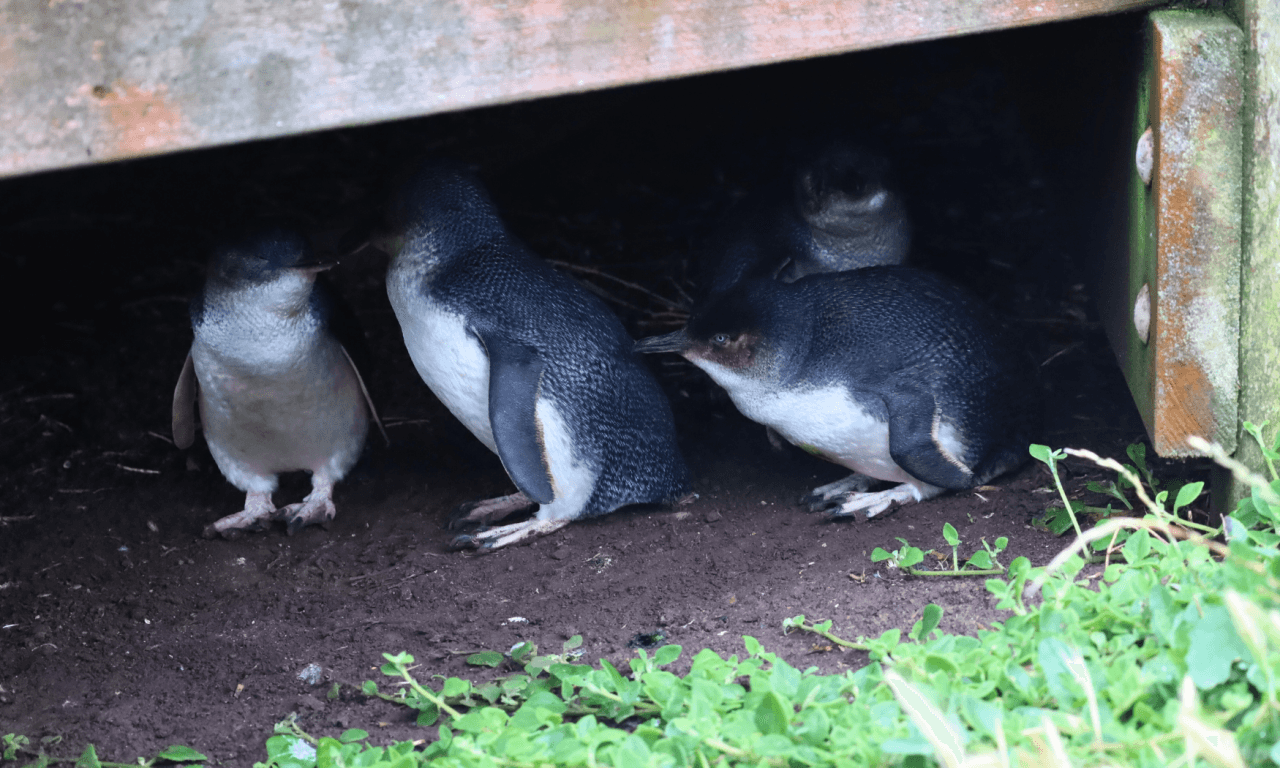 Phillip Island with Penguin Parade Eco Tour - სურათი 30