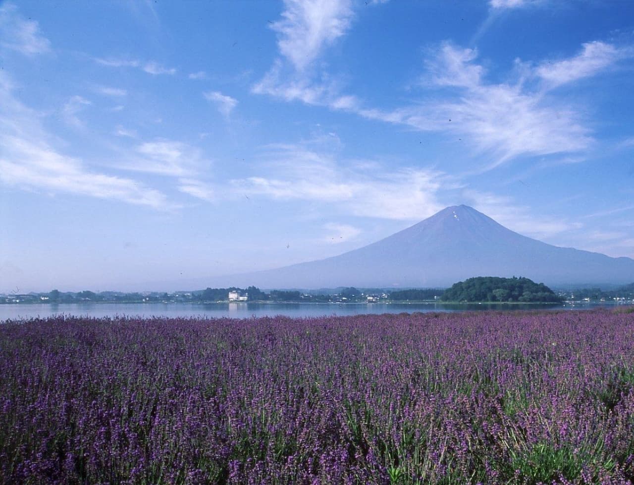 Fuji Hakone Pass - მთავარი სურათი