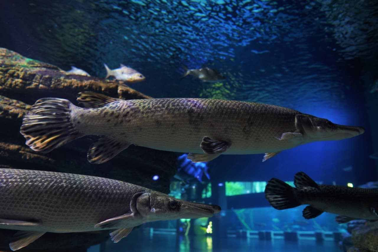 Aquaria Phuket - სურათი 4