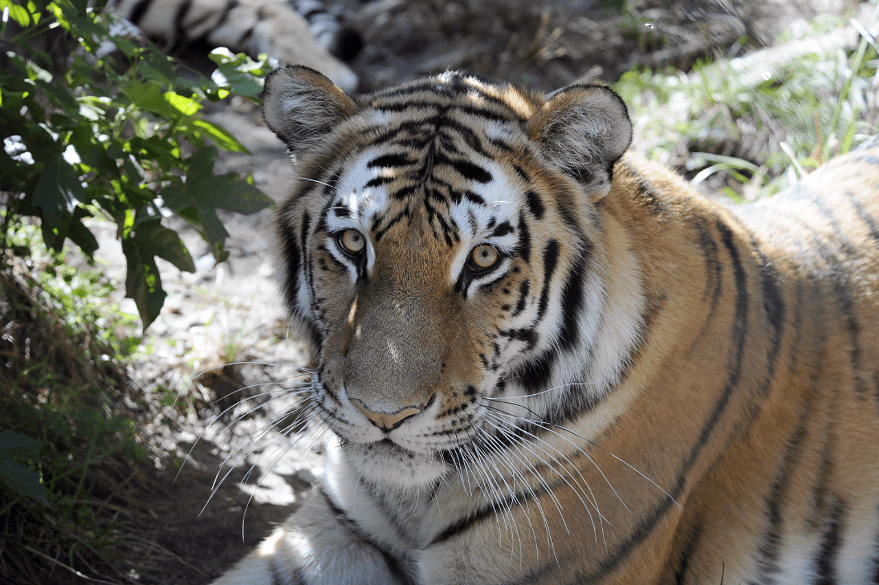 Bronx Zoo - სურათი 8
