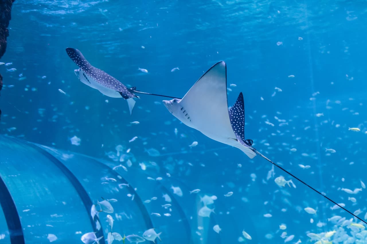The National Aquarium Abu Dhabi Ticket - სურათი 3