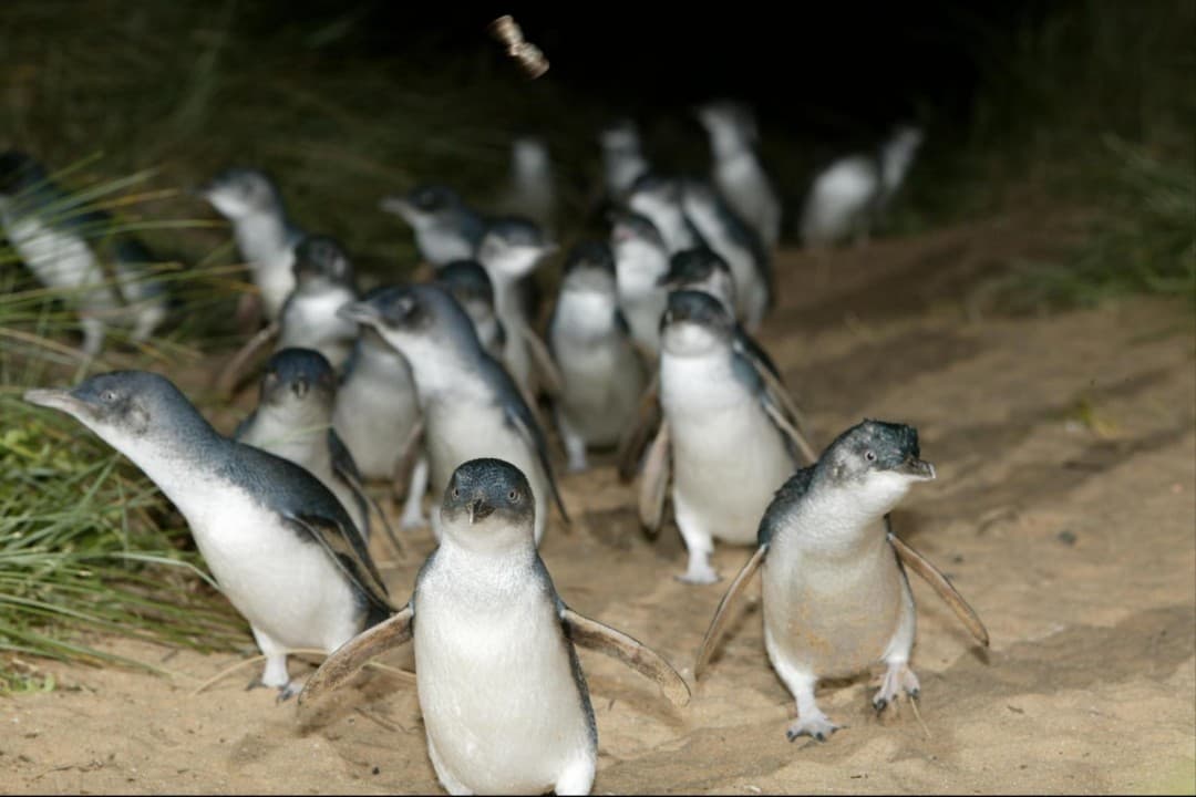 Phillip Island with Penguin Parade Eco Tour - სურათი 6