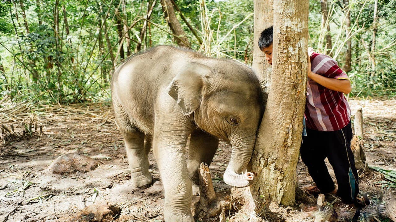 Elephant Jungle Sanctuary Chiang Mai - სურათი 5