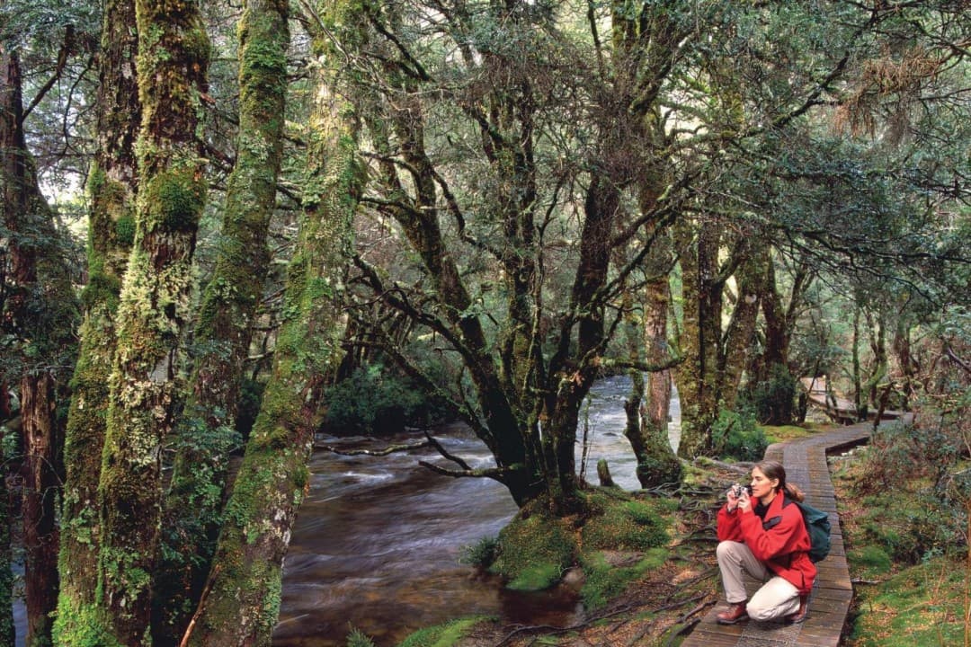 Cradle Mountain National Park - სურათი 6