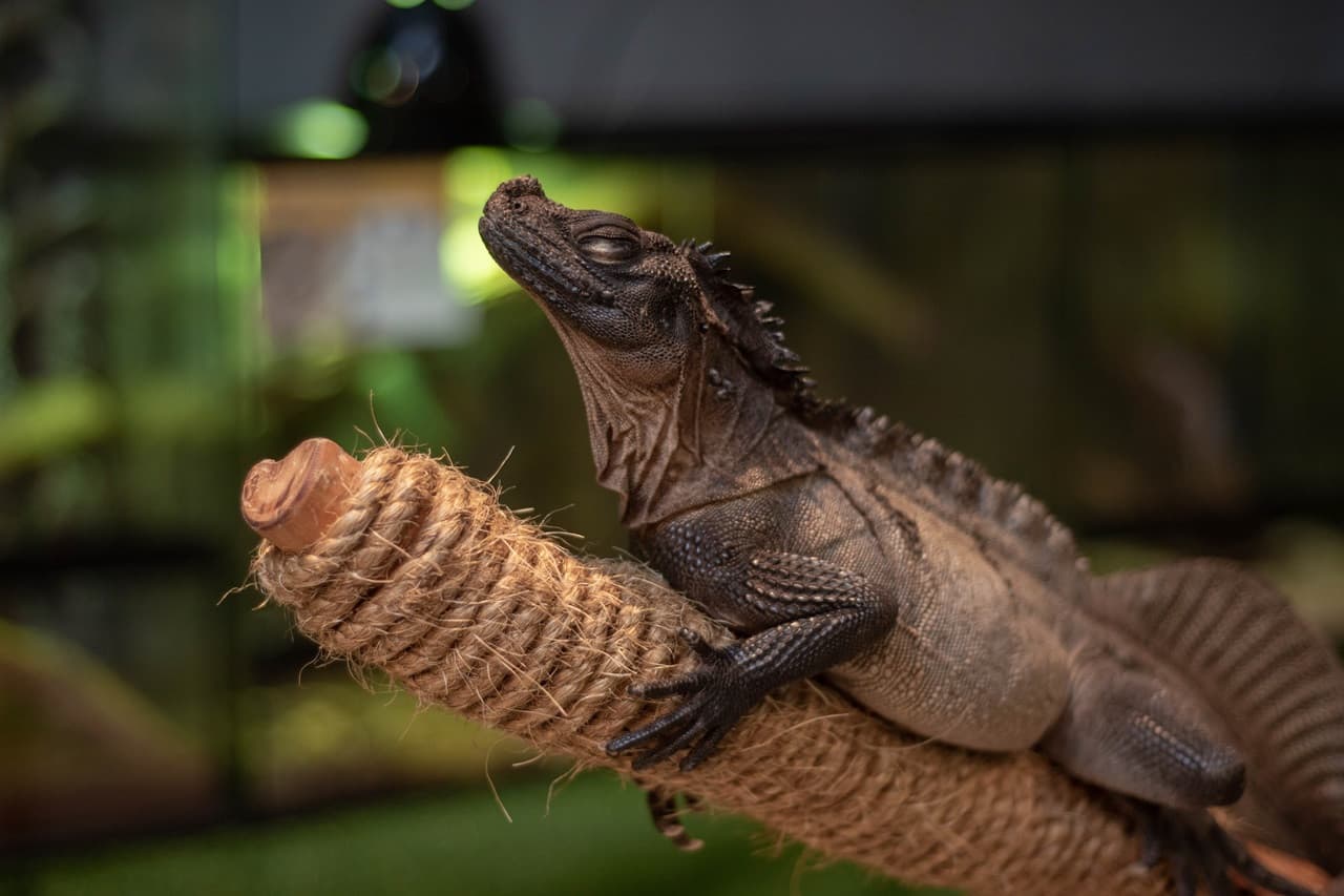 Just Farm Indoor Zoo Kuala Lumpur  (Previously Known As Just Pets Megastore) - სურათი 12